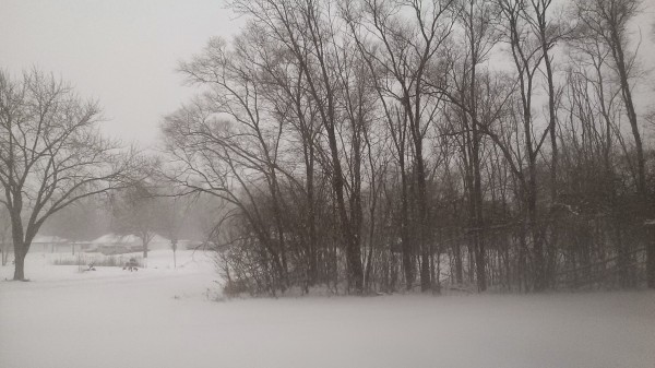 Wintery Trees by Ann Ciarico